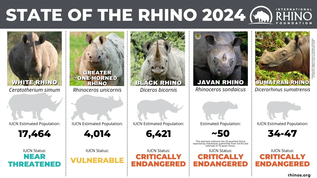 State of Rhino 2024